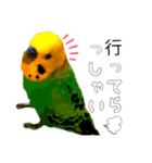 セキセイインコのピピクリム家族会話（個別スタンプ：5）