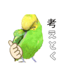 セキセイインコのピピクリム家族会話（個別スタンプ：7）