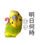 セキセイインコのピピクリム家族会話（個別スタンプ：16）