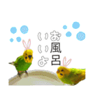 セキセイインコのピピクリム家族会話（個別スタンプ：18）