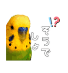 セキセイインコのピピクリム家族会話（個別スタンプ：22）