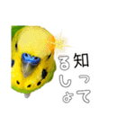 セキセイインコのピピクリム家族会話（個別スタンプ：27）