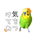 セキセイインコのピピクリム家族会話（個別スタンプ：31）