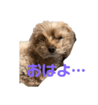 マルプーのマロンたん2#（個別スタンプ：9）