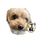 マルプーのマロンたん2#（個別スタンプ：28）