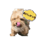 マルプーのマロンたん2#（個別スタンプ：39）