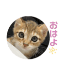 らんちゃんスタンプ/（個別スタンプ：1）