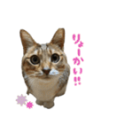 らんちゃんスタンプ/（個別スタンプ：2）