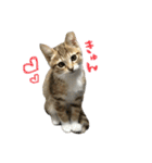 らんちゃんスタンプ/（個別スタンプ：11）
