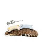 らんちゃんスタンプ/（個別スタンプ：13）