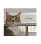 らんちゃんスタンプ/（個別スタンプ：18）