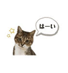 らんちゃんスタンプ/（個別スタンプ：30）