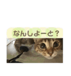 らんちゃんスタンプ/（個別スタンプ：31）