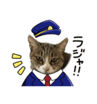 飼い猫きゅーちゃんスタンプ（個別スタンプ：1）