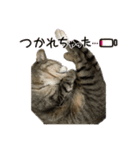 飼い猫きゅーちゃんスタンプ（個別スタンプ：2）