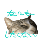 飼い猫きゅーちゃんスタンプ（個別スタンプ：3）