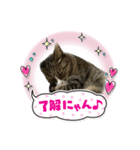 飼い猫きゅーちゃんスタンプ（個別スタンプ：4）
