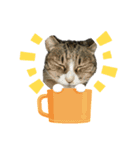 飼い猫きゅーちゃんスタンプ（個別スタンプ：5）