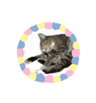 飼い猫きゅーちゃんスタンプ（個別スタンプ：6）