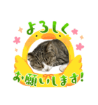 飼い猫きゅーちゃんスタンプ（個別スタンプ：8）