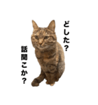 たぬきみたいな猫②（個別スタンプ：1）