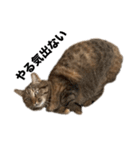 たぬきみたいな猫②（個別スタンプ：4）