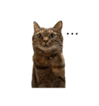 たぬきみたいな猫②（個別スタンプ：10）