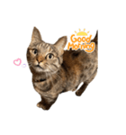 たぬきみたいな猫②（個別スタンプ：11）