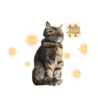 たぬきみたいな猫②（個別スタンプ：13）