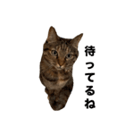 たぬきみたいな猫②（個別スタンプ：14）
