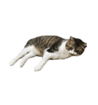 きじしろ猫のごまちゃん4（無言）（個別スタンプ：1）