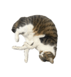 きじしろ猫のごまちゃん4（無言）（個別スタンプ：2）
