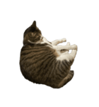 きじしろ猫のごまちゃん4（無言）（個別スタンプ：3）