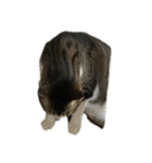 きじしろ猫のごまちゃん4（無言）（個別スタンプ：4）