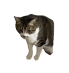きじしろ猫のごまちゃん4（無言）（個別スタンプ：5）