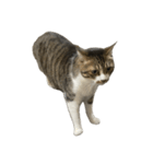 きじしろ猫のごまちゃん4（無言）（個別スタンプ：6）