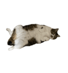 きじしろ猫のごまちゃん4（無言）（個別スタンプ：7）