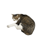 きじしろ猫のごまちゃん4（無言）（個別スタンプ：8）