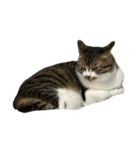 きじしろ猫のごまちゃん4（無言）（個別スタンプ：9）