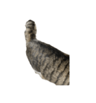 きじしろ猫のごまちゃん4（無言）（個別スタンプ：10）