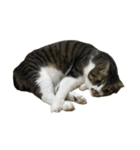 きじしろ猫のごまちゃん4（無言）（個別スタンプ：11）
