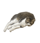 きじしろ猫のごまちゃん4（無言）（個別スタンプ：12）