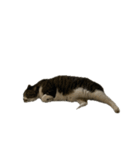 きじしろ猫のごまちゃん4（無言）（個別スタンプ：13）