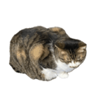 きじしろ猫のごまちゃん4（無言）（個別スタンプ：14）