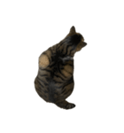 きじしろ猫のごまちゃん4（無言）（個別スタンプ：15）