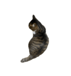 きじしろ猫のごまちゃん4（無言）（個別スタンプ：16）