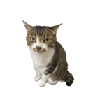 きじしろ猫のごまちゃん4（無言）（個別スタンプ：17）