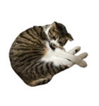 きじしろ猫のごまちゃん4（無言）（個別スタンプ：19）
