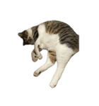 きじしろ猫のごまちゃん4（無言）（個別スタンプ：20）