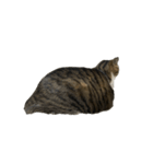 きじしろ猫のごまちゃん4（無言）（個別スタンプ：21）